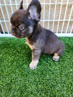 Baby Grizzly , a male French Bulldog for sale in Las Vegas, NV – Photo 5 of 6
