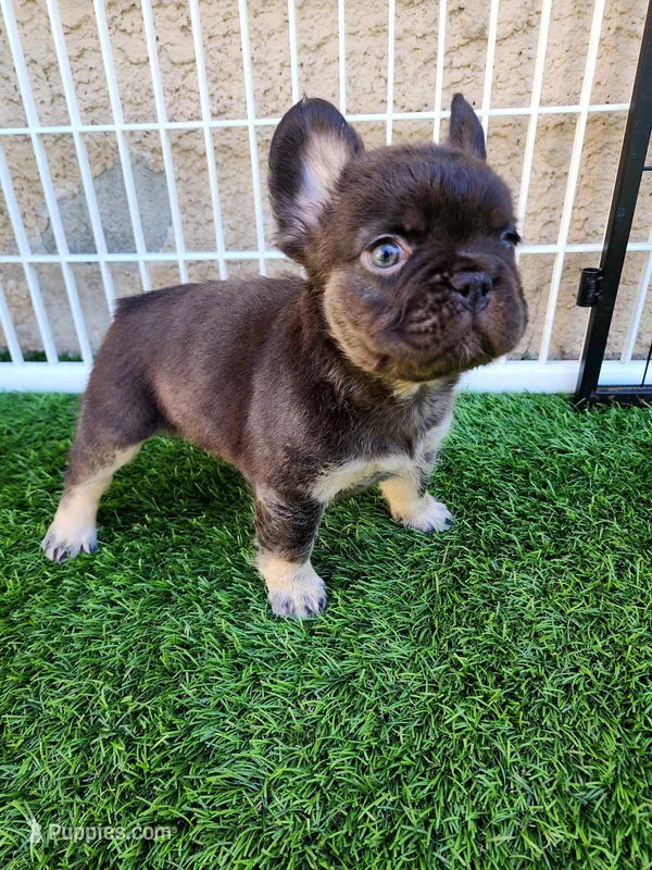 Baby Grizzly , a male French Bulldog for sale in Las Vegas, NV – Photo 1 of 6
