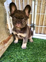 Baby Grizzly , a male French Bulldog for sale in Las Vegas, NV – Photo 5 of 10