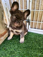 Baby Grizzly , a male French Bulldog for sale in Las Vegas, NV – Photo 7 of 10