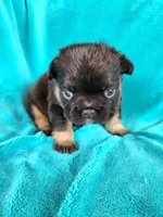 Grizzly Junior, a male French Bulldog for sale in Las Vegas, NV – Photo 5 of 7