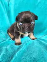 Grizzly Junior, a male French Bulldog for sale in Las Vegas, NV – Photo 1 of 7