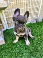 Baby Grizzly , a male French Bulldog for sale in Las Vegas, NV – Photo 10 of 10