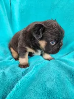 Grizzly Junior, a male French Bulldog for sale in Las Vegas, NV – Photo 7 of 7