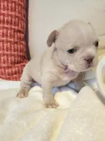 Winston , a male French Bulldog for sale in Las Vegas, NV – 4 of 10