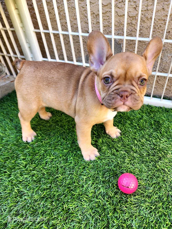 Molly – French Bulldog puppy for sale in Las Vegas, NV
