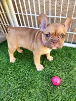 Molly, a female French Bulldog for sale in Las Vegas, NV – Photo 1 of 10