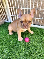 Molly, a female French Bulldog for sale in Las Vegas, NV – Photo 9 of 10