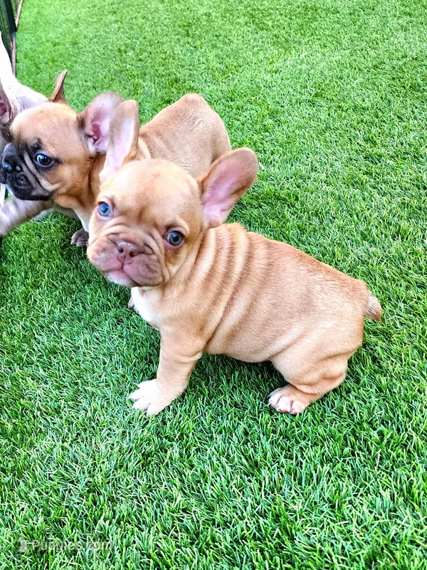 Molly – French Bulldog puppy for sale in Las Vegas, NV
