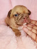 Molly, a female French Bulldog for sale in Las Vegas, NV – Photo 3 of 7