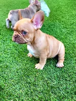 Molly, a female French Bulldog for sale in Las Vegas, NV – Photo 4 of 10