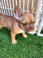 Molly, a female French Bulldog for sale in Las Vegas, NV – Photo 6 of 10