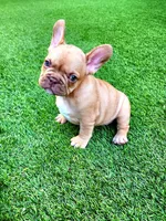 Molly, a female French Bulldog for sale in Las Vegas, NV – Photo 3 of 10