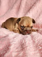 Molly, a female French Bulldog for sale in Las Vegas, NV – Photo 2 of 7