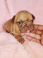 Molly, a female French Bulldog for sale in Las Vegas, NV – Photo 5 of 7