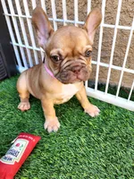 Molly, a female French Bulldog for sale in Las Vegas, NV – Photo 8 of 10