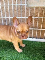 Molly, a female French Bulldog for sale in Las Vegas, NV – Photo 7 of 10