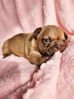 Molly, a female French Bulldog for sale in Las Vegas, NV – Photo 7 of 7