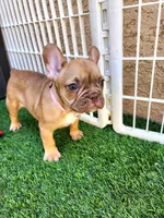 Molly, a female French Bulldog for sale in Las Vegas, NV – Photo 10 of 10