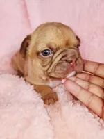 Molly, a female French Bulldog for sale in Las Vegas, NV – Photo 6 of 7