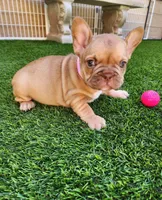 Molly, a female French Bulldog for sale in Las Vegas, NV – Photo 5 of 10