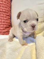 Winston , a male French Bulldog for sale in Las Vegas, NV – 3 of 10