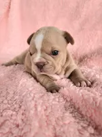 Izzy, a female French Bulldog for sale in Las Vegas, NV – Photo 10 of 10