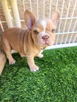 Izzy, a female French Bulldog for sale in Las Vegas, NV – Photo 2 of 10