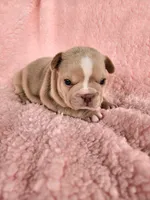 Izzy, a female French Bulldog for sale in Las Vegas, NV – Photo 3 of 10