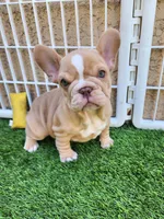 Izzy, a female French Bulldog for sale in Las Vegas, NV – Photo 5 of 10