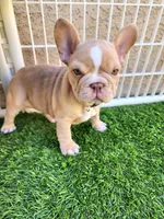 Izzy, a female French Bulldog for sale in Las Vegas, NV – Photo 9 of 10