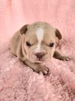 Izzy, a female French Bulldog for sale in Las Vegas, NV – Photo 5 of 10