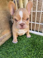 Izzy, a female French Bulldog for sale in Las Vegas, NV – Photo 3 of 10