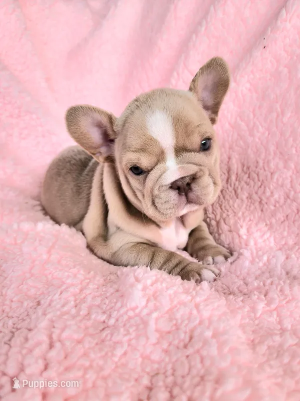Izzy – French Bulldog puppy for sale in Las Vegas, NV