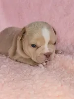 Izzy, a female French Bulldog for sale in Las Vegas, NV – Photo 8 of 10