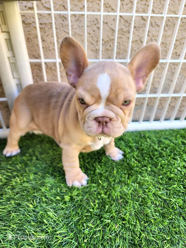 Izzy – French Bulldog puppy for sale in Las Vegas, NV