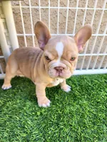 Izzy, a female French Bulldog for sale in Las Vegas, NV – Photo 1 of 10