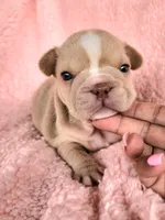 Izzy, a female French Bulldog for sale in Las Vegas, NV – Photo 4 of 10