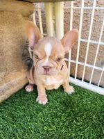Izzy, a female French Bulldog for sale in Las Vegas, NV – Photo 7 of 10