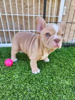 Izzy, a female French Bulldog for sale in Las Vegas, NV – Photo 4 of 10