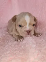 Izzy, a female French Bulldog for sale in Las Vegas, NV – Photo 7 of 10