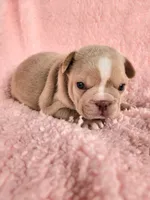 Izzy, a female French Bulldog for sale in Las Vegas, NV – Photo 1 of 10