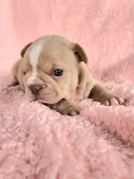 Izzy, a female French Bulldog for sale in Las Vegas, NV – Photo 6 of 10