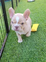 Izzy, a female French Bulldog for sale in Las Vegas, NV – Photo 6 of 10