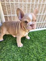 Izzy, a female French Bulldog for sale in Las Vegas, NV – Photo 10 of 10