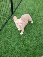 Izzy, a female French Bulldog for sale in Las Vegas, NV – 9 of 10