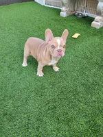 Izzy, a female French Bulldog for sale in Las Vegas, NV – 10 of 10
