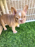 Izzy, a female French Bulldog for sale in Las Vegas, NV – Photo 8 of 10