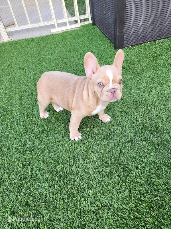 Izzy – French Bulldog puppy for sale in Las Vegas, NV