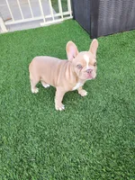 Izzy, a female French Bulldog for sale in Las Vegas, NV – 1 of 10